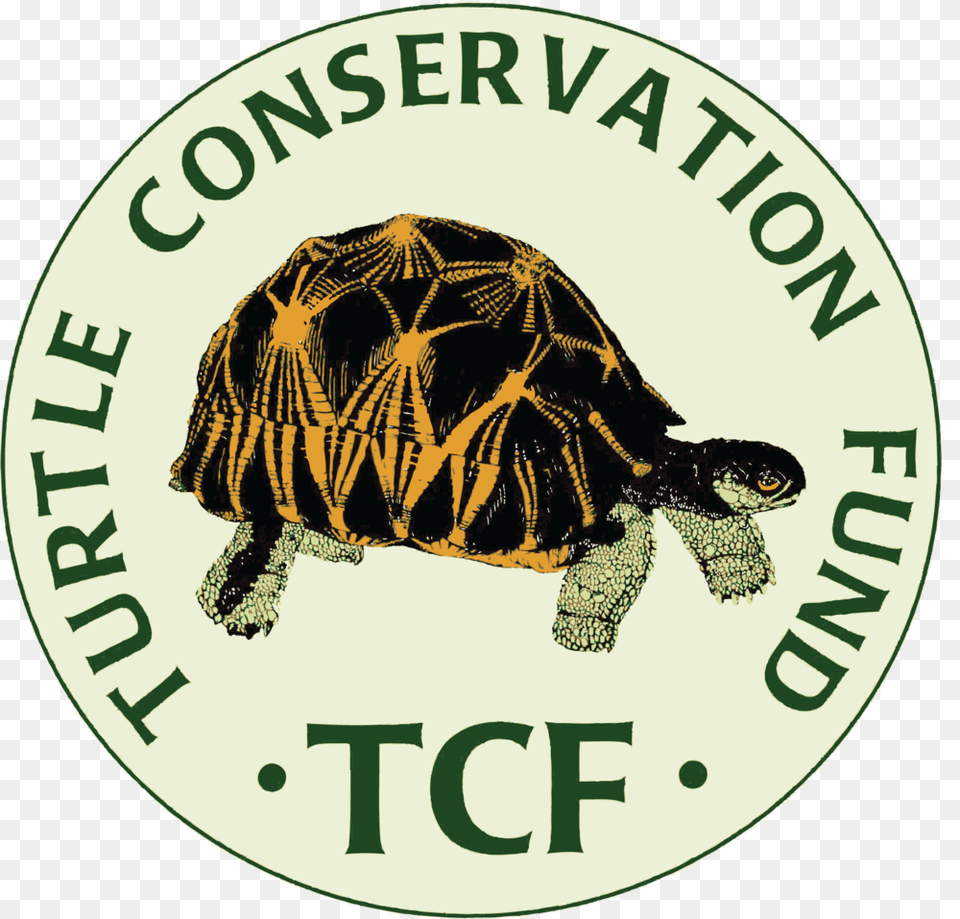 Turtle Conservation Fund, Animal, Reptile, Sea Life, Tortoise Png Image