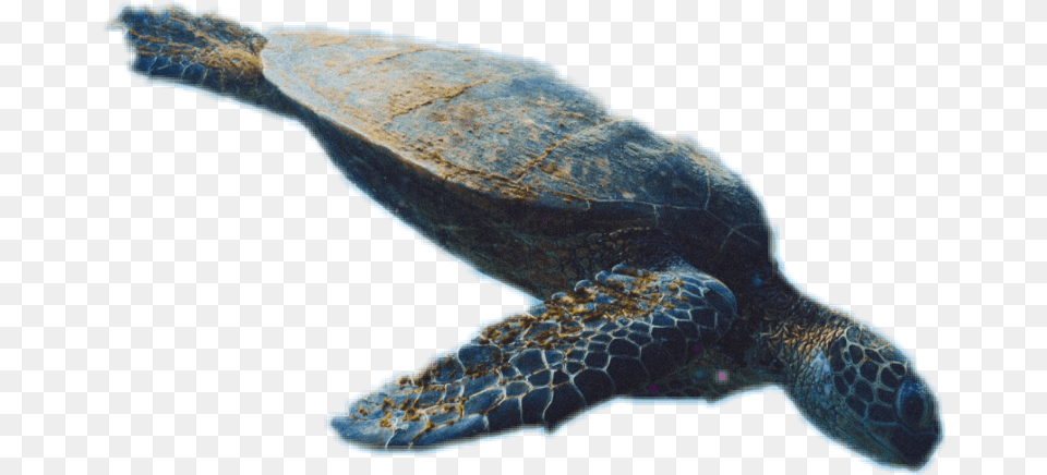 Turtle Download Hawksbill Sea Turtle, Animal, Reptile, Sea Life, Sea Turtle Png