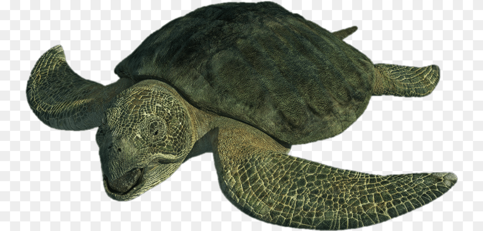 Turtle Image Protostega Turtle, Animal, Reptile, Sea Life, Sea Turtle Free Png Download