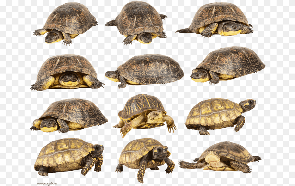 Turtle Download Image With Transparent Background Love Turtles Ornament Oval, Animal, Reptile, Sea Life, Tortoise Free Png