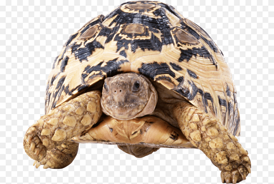 Turtle Front, Animal, Reptile, Sea Life, Tortoise Free Png