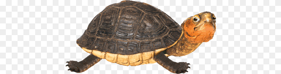 Turtle Gif Transparent Background, Animal, Reptile, Sea Life, Tortoise Free Png Download