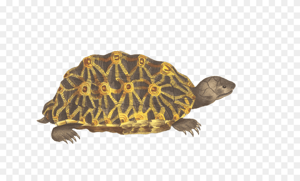 Turtle Green And Yellow, Animal, Reptile, Sea Life, Tortoise Png