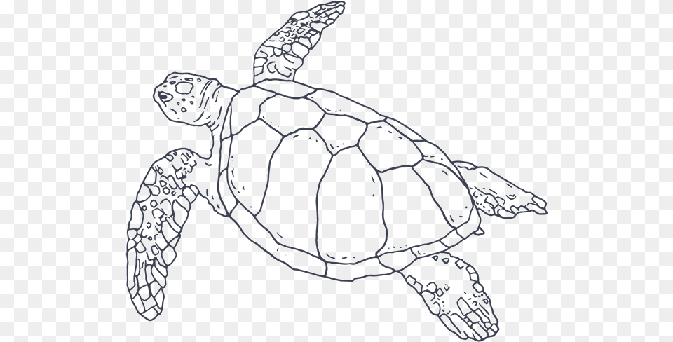 Turtle Icon Hawksbill Sea Turtle, Animal, Reptile, Sea Life, Sea Turtle Png