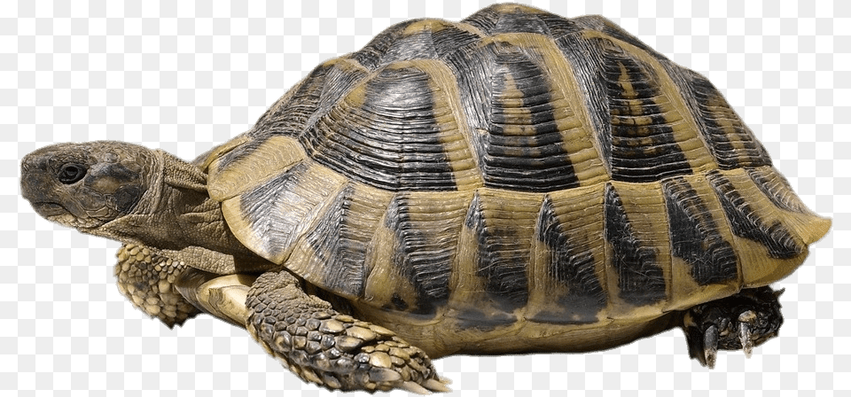 Turtle Image With White Background, Animal, Reptile, Sea Life, Tortoise Png