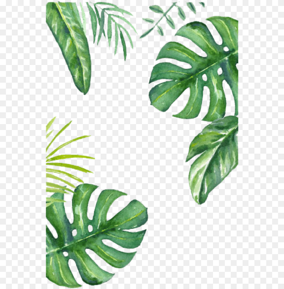 Turtle Leaf Painted Wallpaper Hand Bamboo Banana Clipart Leaves Jungle Drawing, Plant, Vegetation, Flower, Tree Free Transparent Png