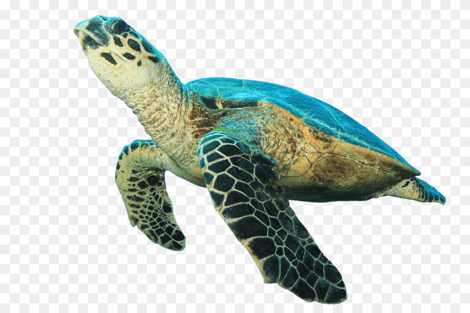 Turtle Looking Up, Animal, Reptile, Sea Life, Sea Turtle Free Transparent Png