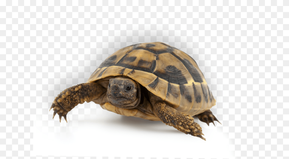 Turtle Maar Kom Wel Terug Set 6 Ex Toon Tellegen Paperback, Animal, Reptile, Sea Life, Tortoise Png