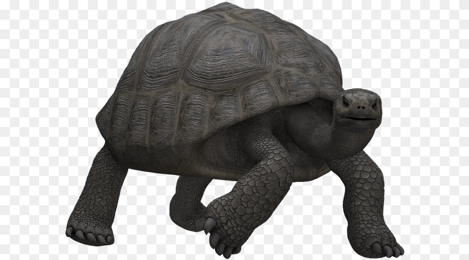 Turtle Panzer Animal Mammal Digital Art Isolated Skildpadde, Reptile, Sea Life, Tortoise Free Png Download