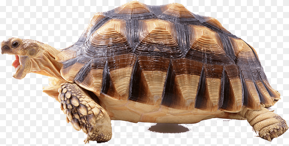 Turtle Photo Background Tortoise Without Background, Animal, Reptile, Sea Life, Box Turtle Png Image