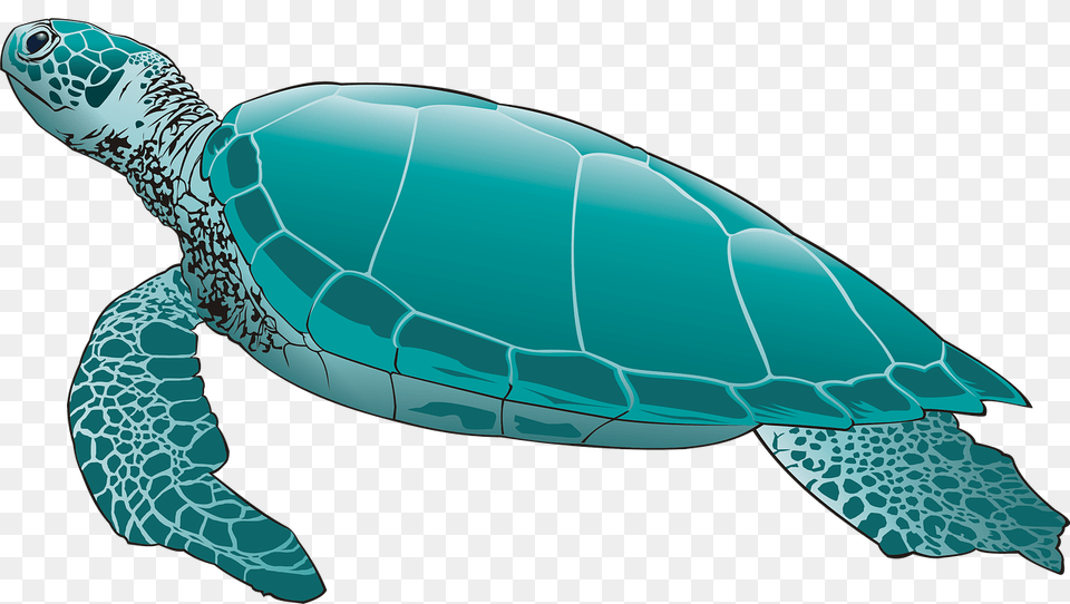 Turtle Pic Arts Green Sea Turtle, Animal, Reptile, Sea Life, Sea Turtle Png