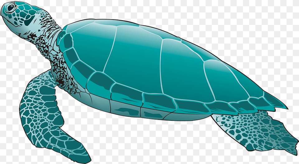 Turtle Pic Skip The Straw Save A Sea Turtle, Animal, Reptile, Sea Life, Sea Turtle Free Png