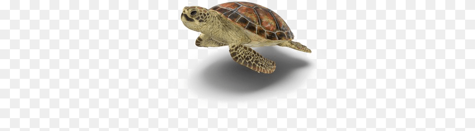 Turtle Picture Background Turtle, Animal, Reptile, Sea Life, Tortoise Free Transparent Png