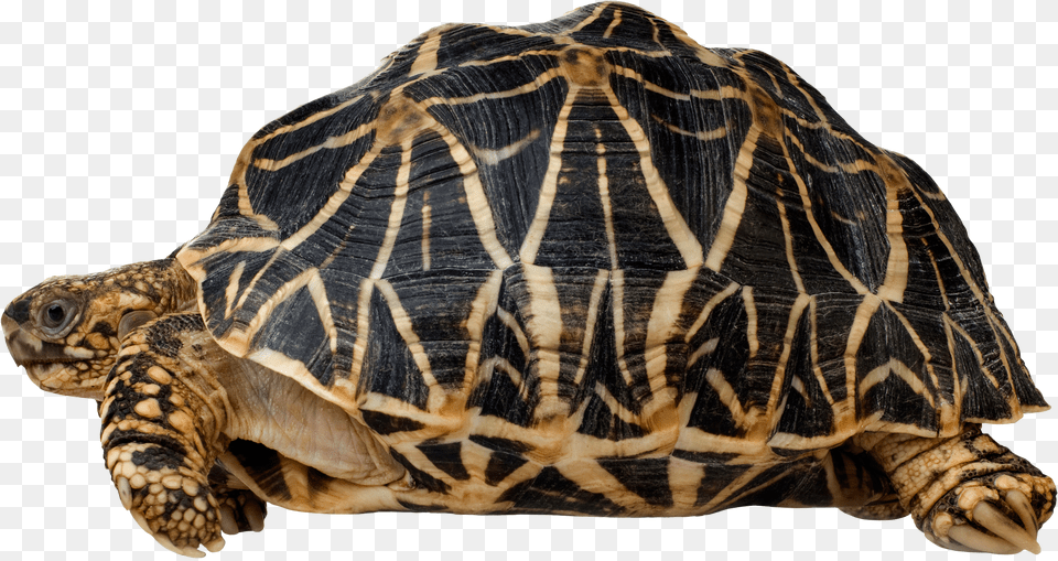 Turtle Reptile Indian Star Tortoise Indian Star Tortoise Free Png