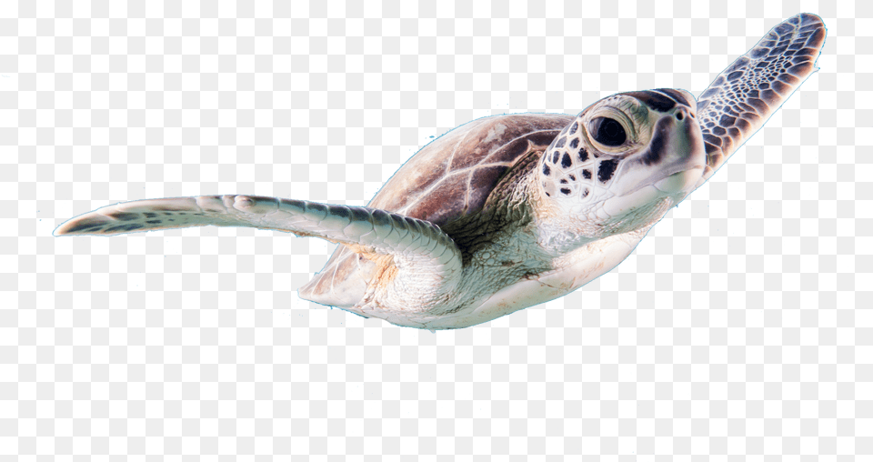 Turtle Sea Animals Real Sea Animals, Animal, Reptile, Sea Life, Sea Turtle Png Image