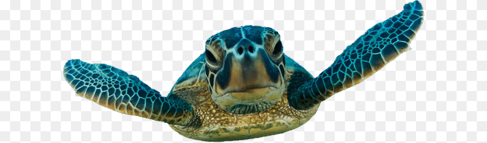 Turtle Sea Turtles Swimming, Animal, Reptile, Sea Life, Sea Turtle Free Transparent Png