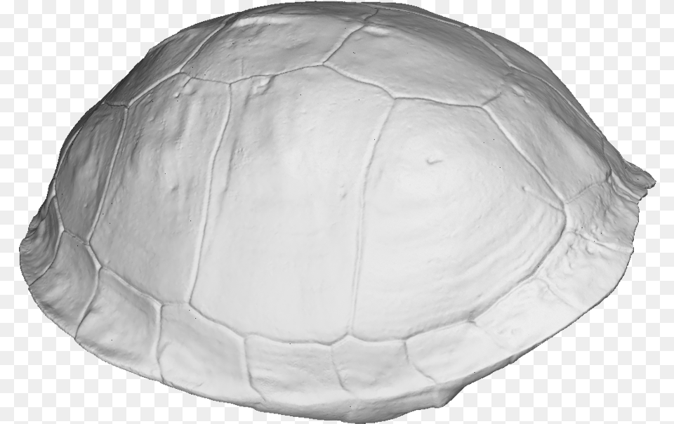 Turtle Shell 3d Scan Tortoise, Animal, Reptile, Sea Life, Outdoors Png