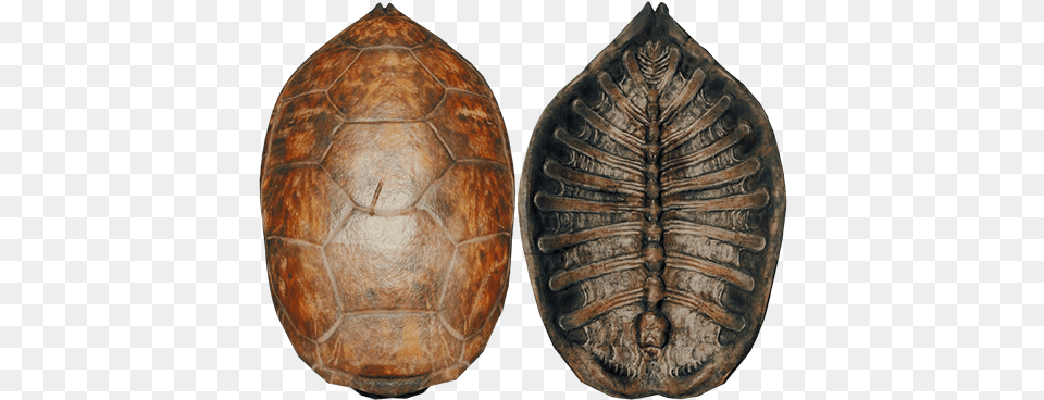 Turtle Shell Bottom, Animal, Reptile, Sea Life, Armor Free Transparent Png