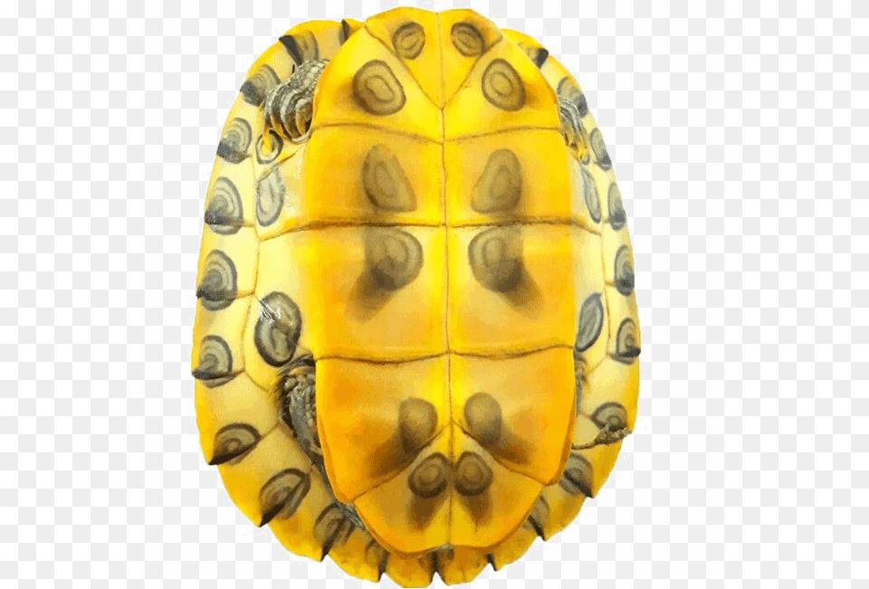Turtle Shell Image Background Tartaruga Do Casco Amarelo, Animal, Reptile, Sea Life, Tortoise Png