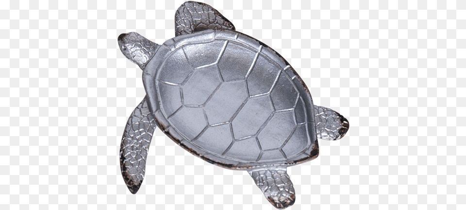 Turtle Soap Holder Green Sea Turtle, Animal, Reptile, Sea Life, Tortoise Free Png