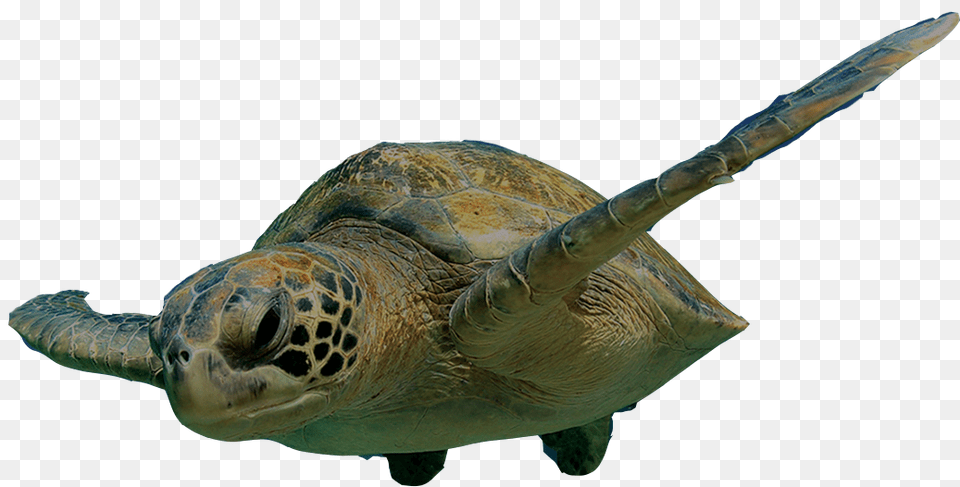 Turtle Swimming Images, Animal, Reptile, Sea Life, Sea Turtle Free Transparent Png