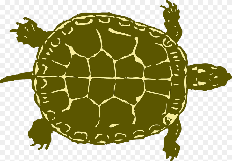 Turtle Tank Size Calculator Tortoise, Animal, Reptile, Sea Life Png
