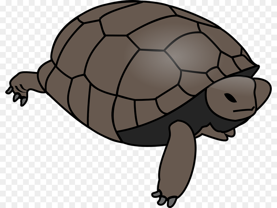 Turtle Tortoise Reptile Huge Water Shell Wildlife Turtle Clipart Vector, Animal, Sea Life, Box Turtle Free Png Download