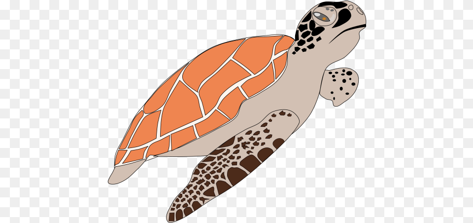 Turtle Transparent Background Image Dibujo De Animales Tortuga Marina, Animal, Reptile, Sea Life, Sea Turtle Png