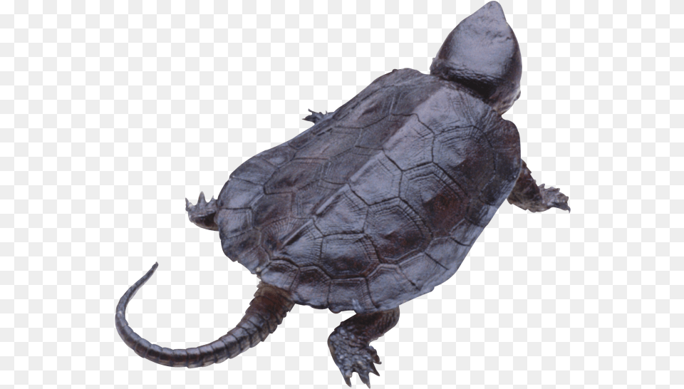 Turtle Transparent Background Image For Transparent Background Snapping Turtle, Animal, Reptile, Sea Life, Tortoise Png