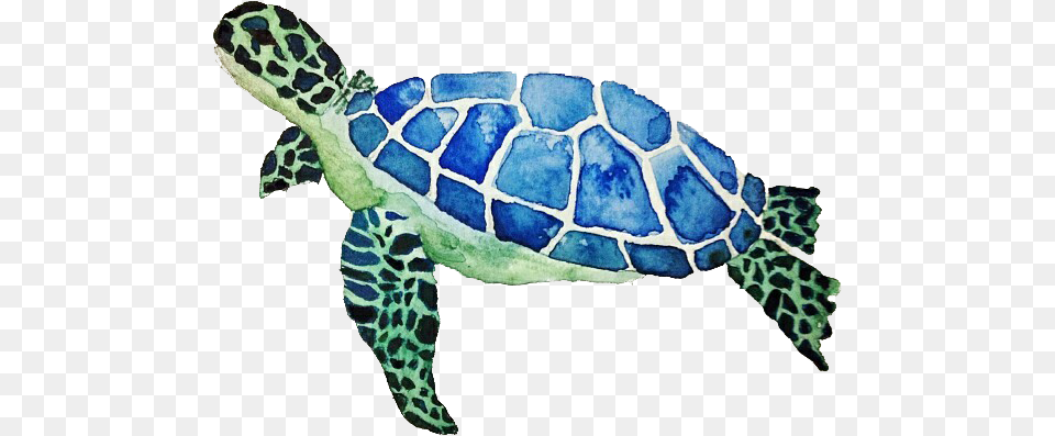 Turtle Transparent Background Sea Turtle, Animal, Reptile, Sea Life, Tortoise Free Png Download