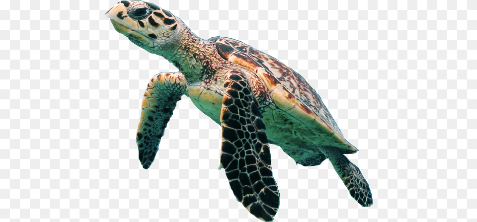 Turtle Picture Sea Turtle Background, Animal, Reptile, Sea Life, Sea Turtle Free Transparent Png