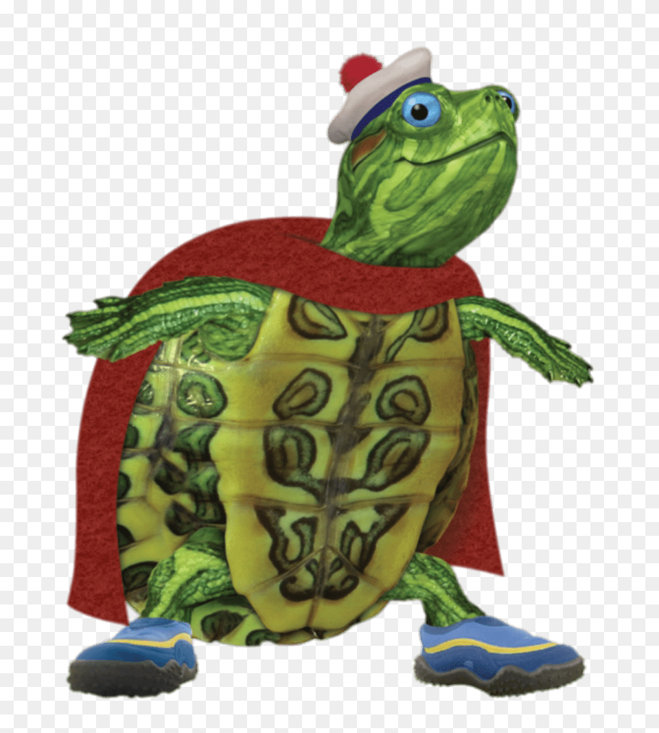 Turtle Tuck Looking Smart, Animal, Tortoise, Sea Life, Reptile Png Image
