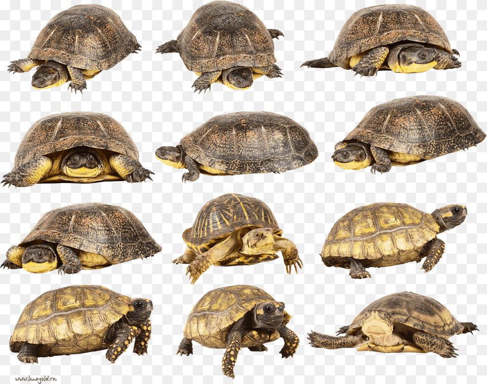 Turtle Turtle Png Image