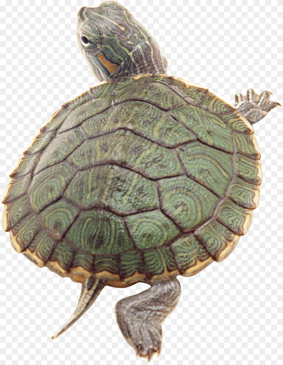 Turtle Turtles Red Eared Slider, Animal, Reptile, Sea Life, Tortoise Free Png Download