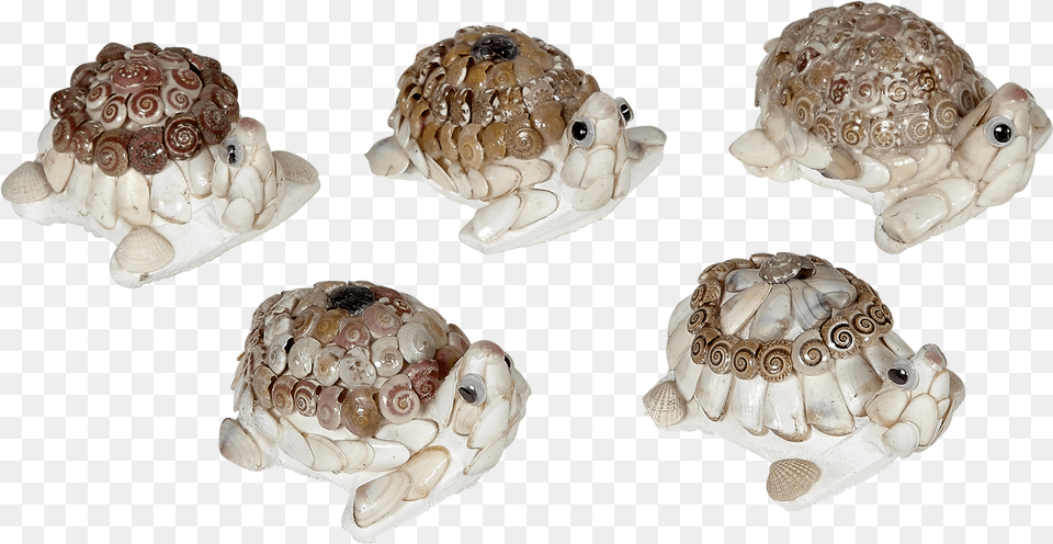 Turtle Umbonium Shell Novelty Tortoise, Animal, Invertebrate, Sea Life, Seashell Free Png Download