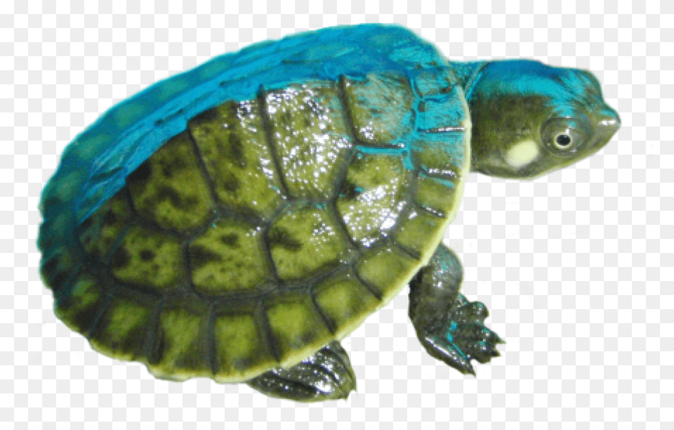 Turtle V Small Turtle, Animal, Reptile, Sea Life, Tortoise Png