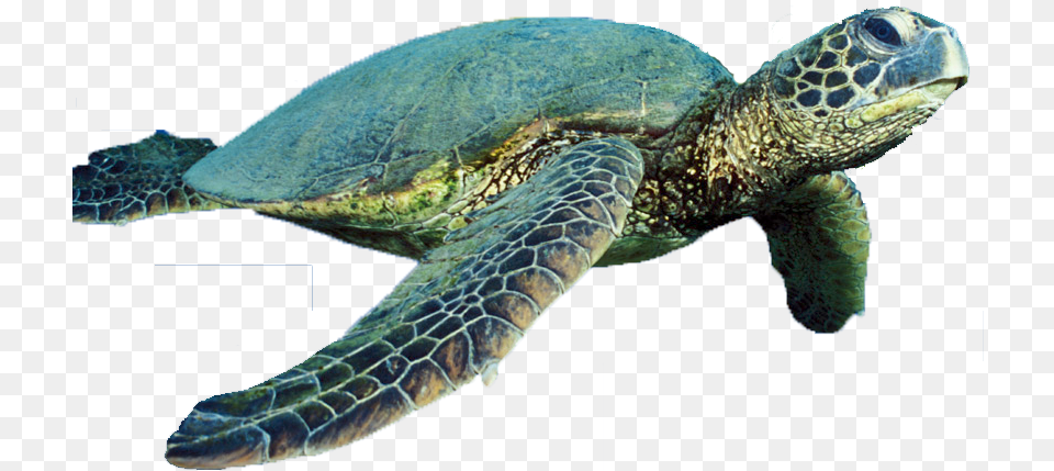 Turtle Vector Download Ningaloo Reef Turtles Wa, Animal, Reptile, Sea Life, Sea Turtle Png Image