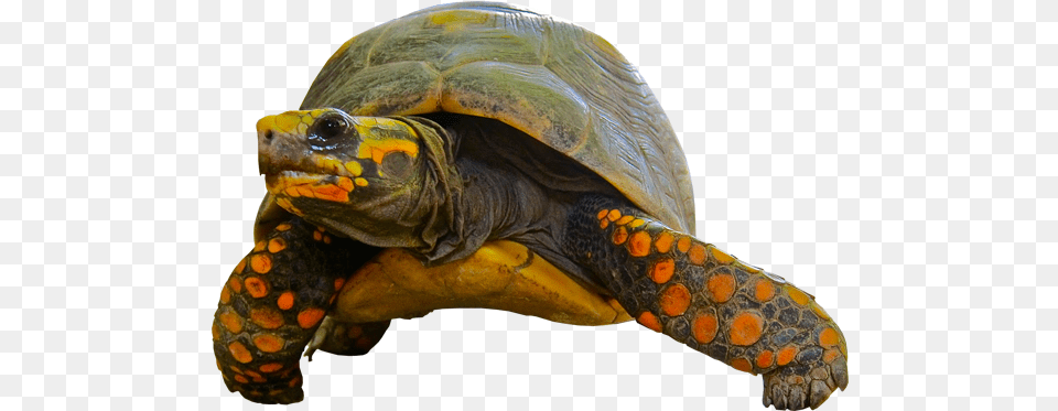 Turtle With No Background, Animal, Reptile, Sea Life, Tortoise Png Image
