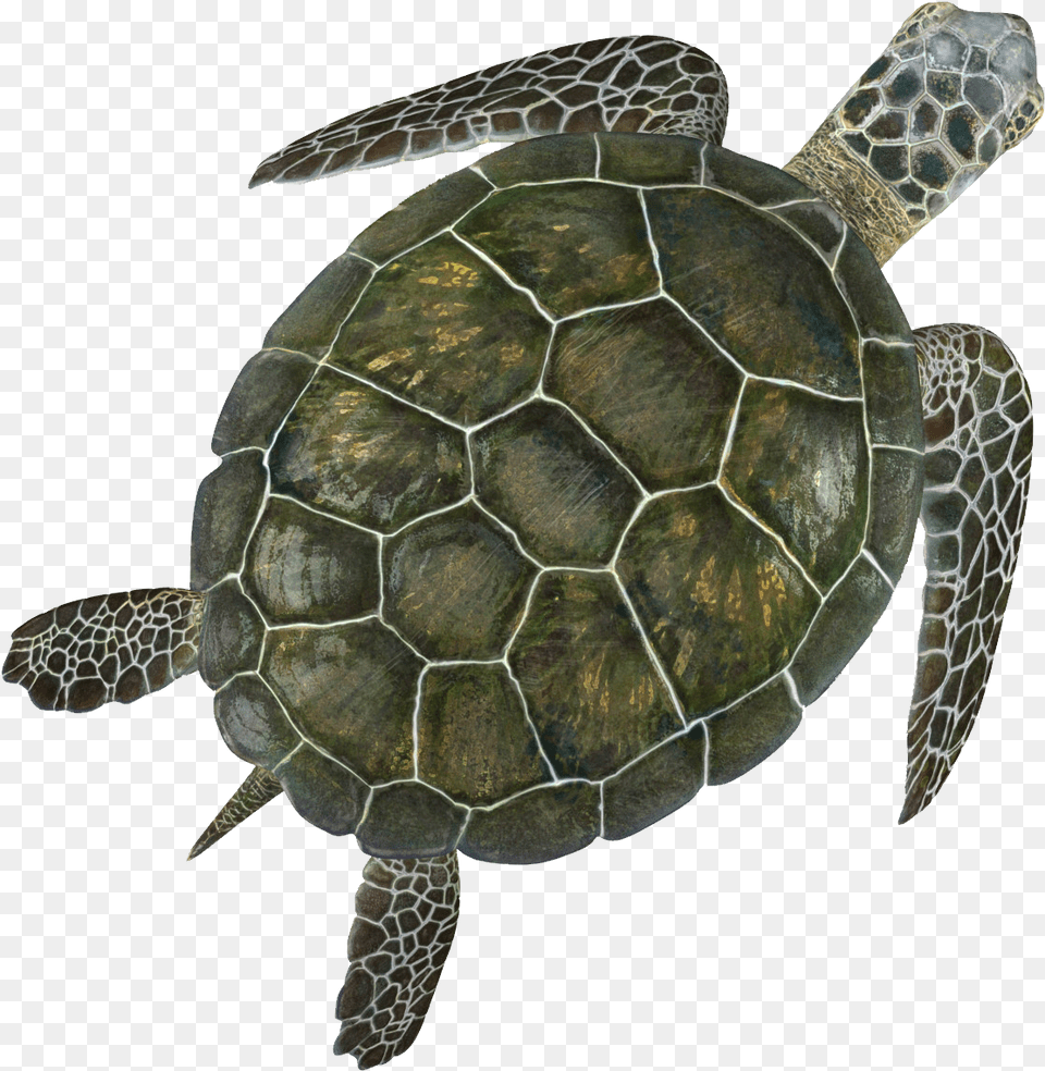 Turtle With Transparent Background Green Sea Turtle 3d, Animal, Reptile, Sea Life, Sea Turtle Free Png Download
