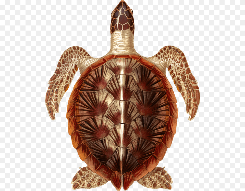 Turtlereptiletortoise Hawksbill Sea Turtle, Animal, Reptile, Sea Life, Tortoise Free Png Download