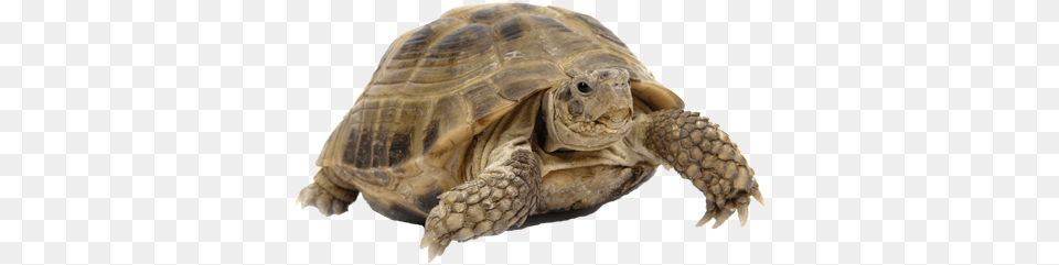 Turtles And Tortoises Reptile Turtle, Animal, Sea Life, Tortoise, Box Turtle Png