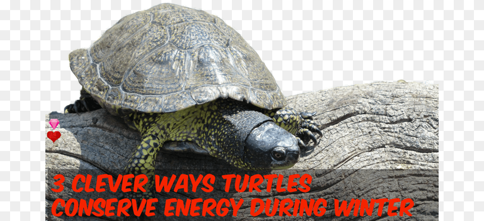 Turtles Saves Energy Using 3 Clever Ways Photograph, Animal, Reptile, Sea Life, Turtle Free Png