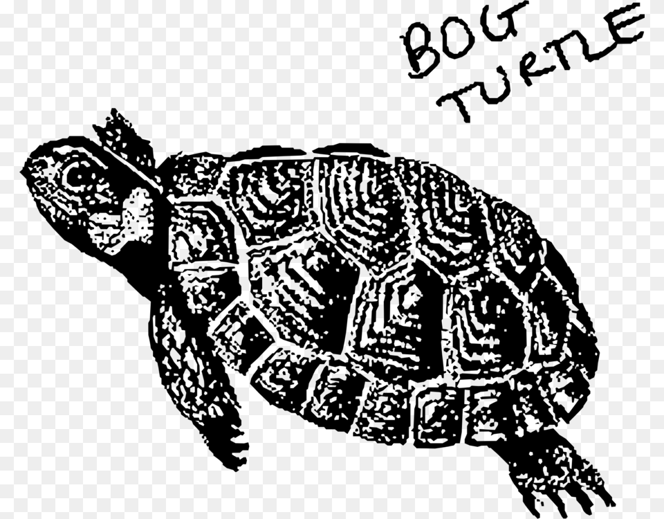 Turtlevisual Artsreptile Bog Turtle Transparent, Gray Png Image