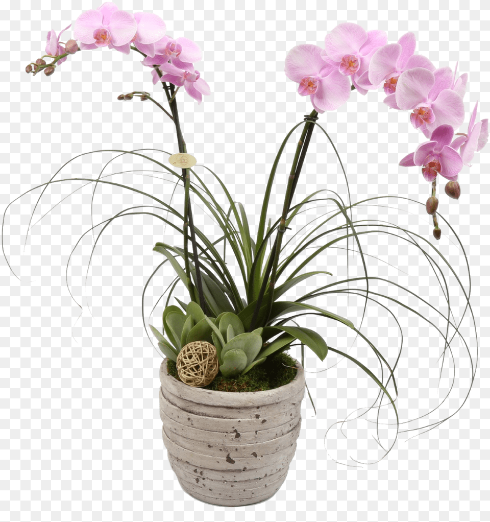 Tuscan Orchid Plant Orchid, Flower, Flower Arrangement, Potted Plant Png Image