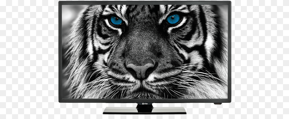 Tv Estar, Animal, Tiger, Screen, Monitor Free Transparent Png