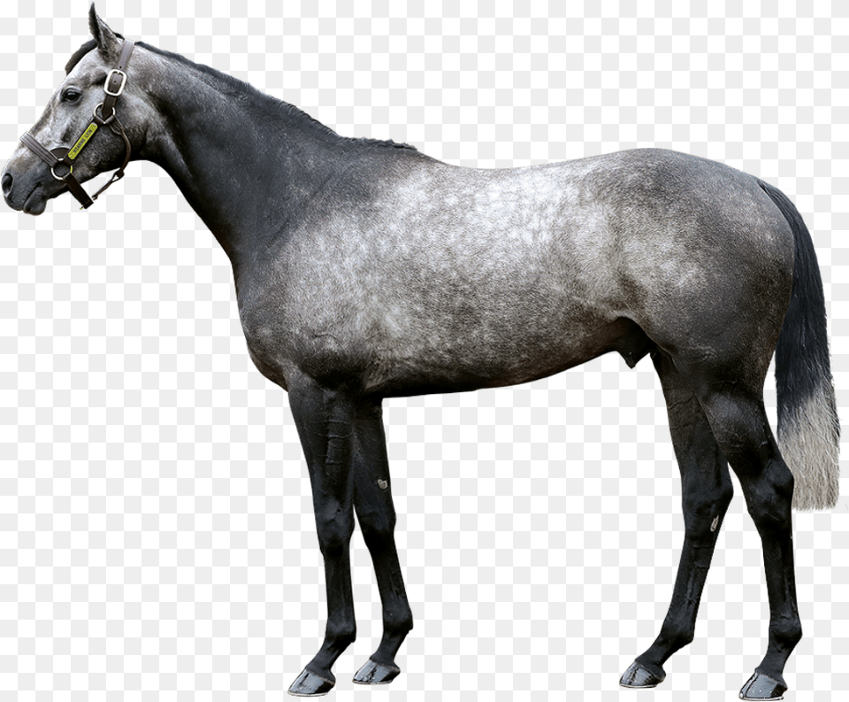 Tweenhills Stallion Roaring Lion Horse, Andalusian Horse, Animal, Mammal Png Image