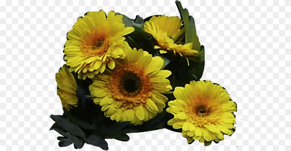 Twenty One Pilots Flower Twenty One Pilots Yellow Flower, Daisy, Flower Arrangement, Flower Bouquet, Plant Png Image