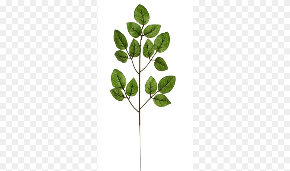 Twig, Leaf, Plant, Herbal, Herbs Png Image