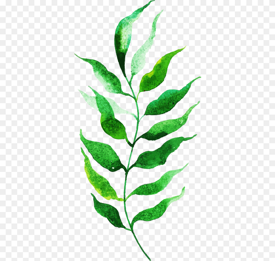 Twig, Herbal, Herbs, Leaf, Plant Free Png Download