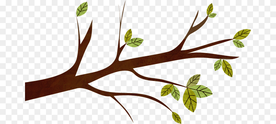 Twig, Leaf, Plant, Tree, Annonaceae Free Transparent Png